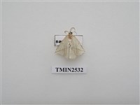 藏品(尺蛾5)的圖片